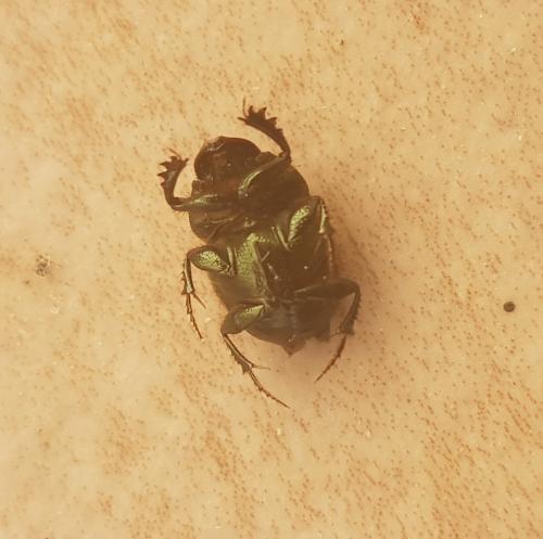 Onthophagus coenobita
